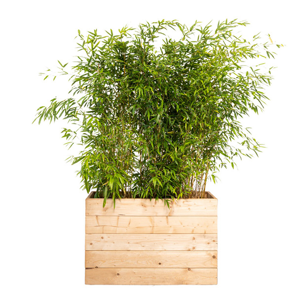 Plantes en jardinières