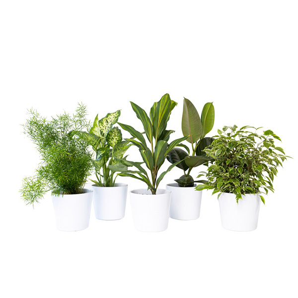 Plantes en pots