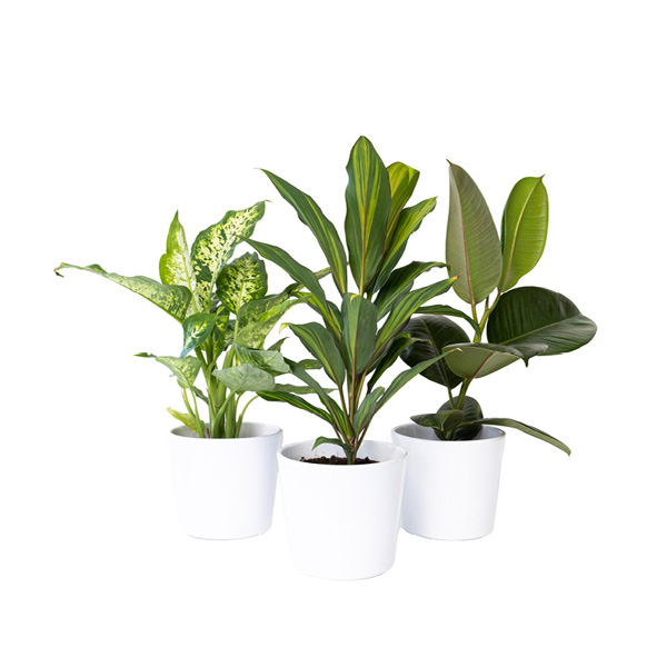 Plantes en pots