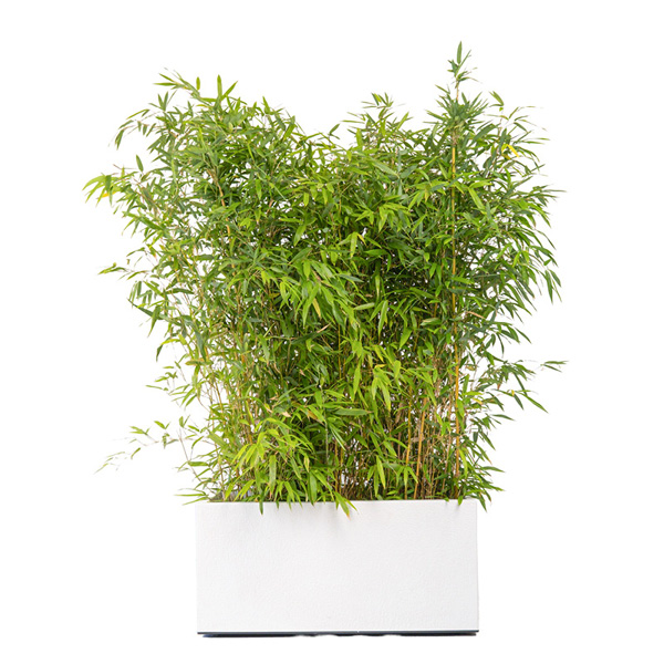 Bambou H100/150cm en jardinière blanche (90X90X40ht)