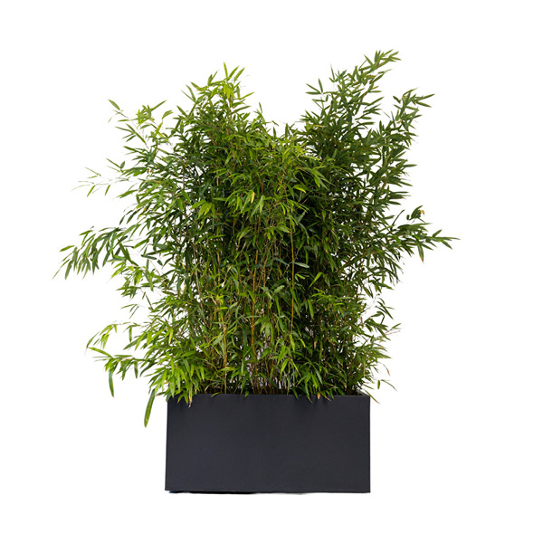 Bambou H100/150cm en jardinière grise (90X40X40ht)