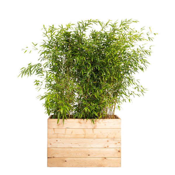 Bambou 100/150cm en jardinière éco bois (107X37X70ht)
