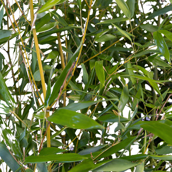 Bambou H175/200cm en jardinière éco bois (150X40X40ht)