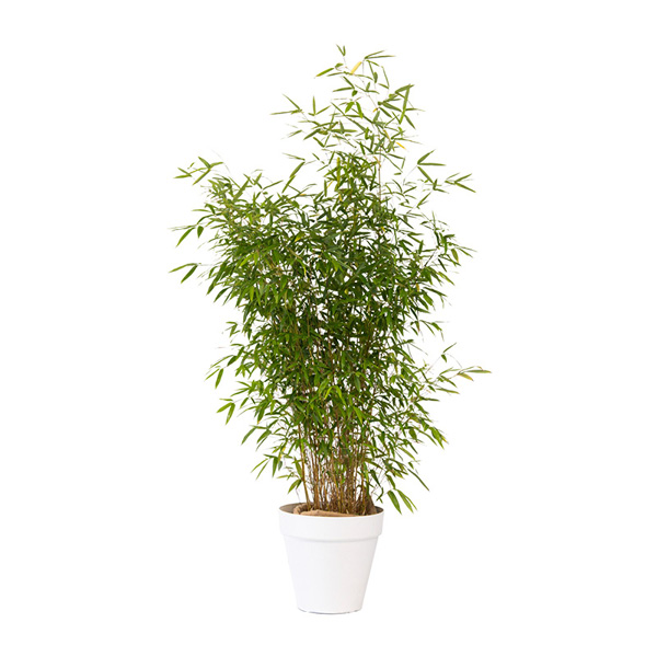 Bambou en pot blanc - H100/150cm