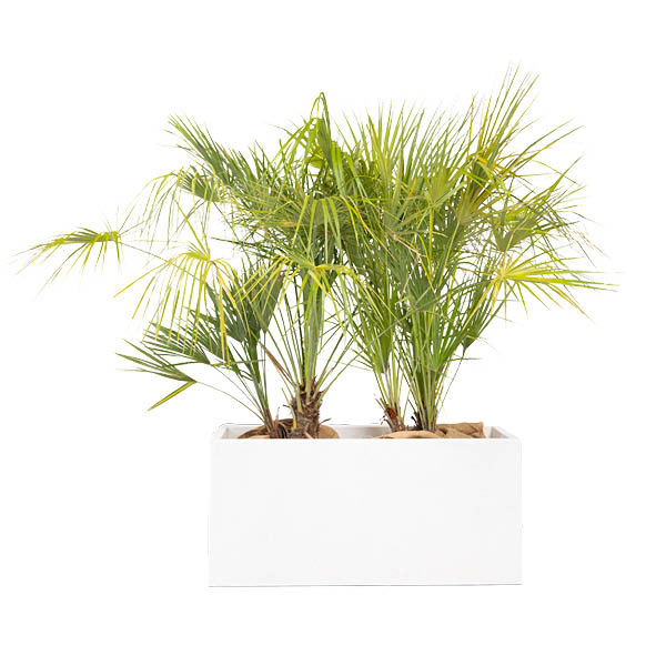 Chamaerops Humilis 125cm en jardinière blanche (90X90X40ht)