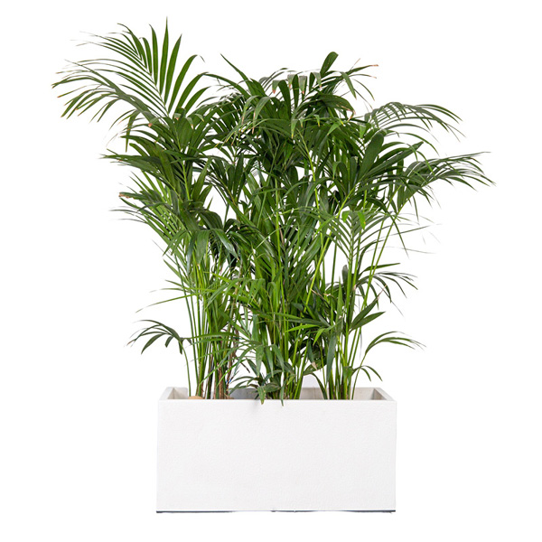 Kentia H100/150cm en jardinière blanche (90X90X40ht)