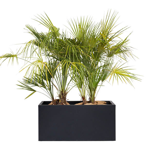 Chamaerops Humilis 125cm en jardinière grise (90X90X40ht)