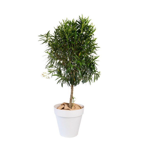 Arbre Tige Boule - H200/220 cm