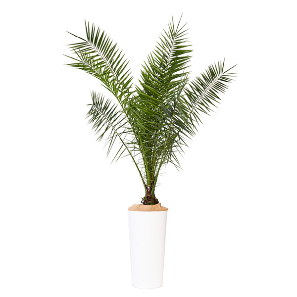 Canariensis - H150/175cm