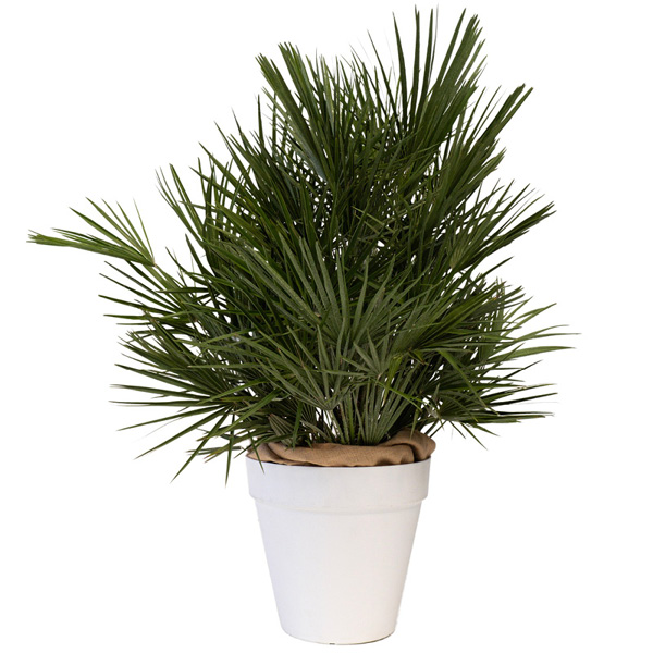 Chamaerops Humilis - H100/125cm