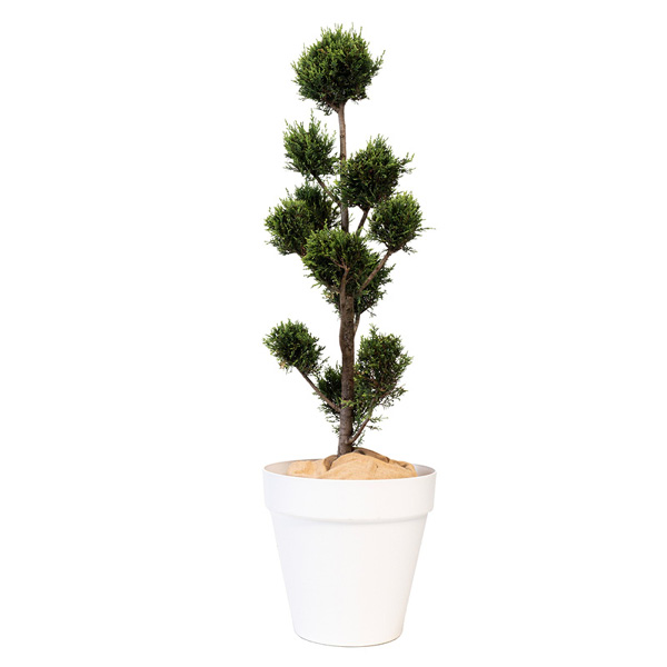 Cupressus Multi Boules - H150 cm