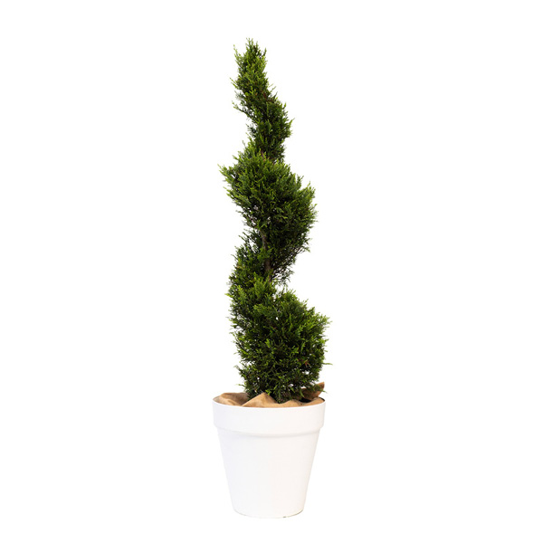 Cupressus Spirale - H150 cm