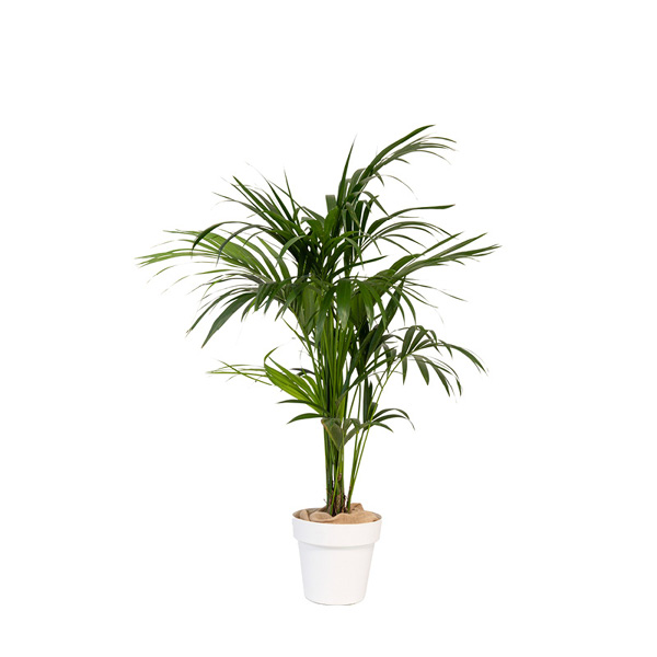 Kentia en pot blanc - H100/150cm