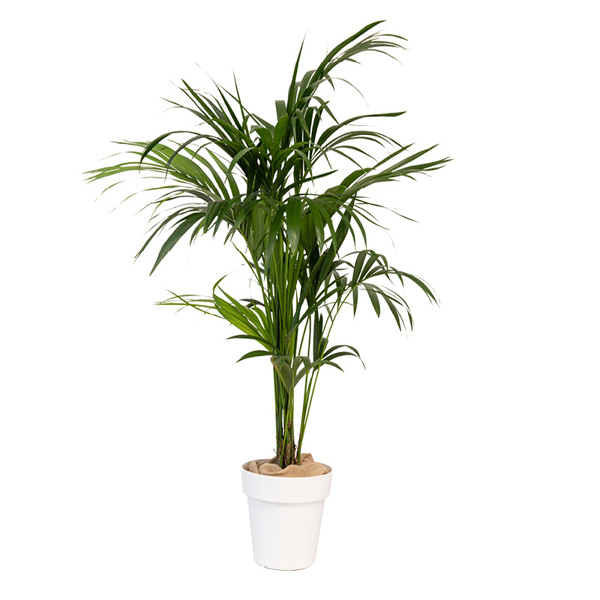 Kentia en pot blanc - H150/175cm