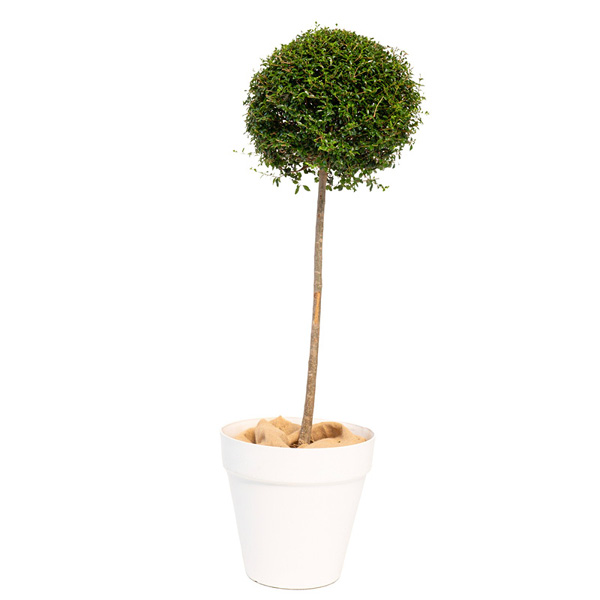 Ligustrum Tige Boule - H150 cm