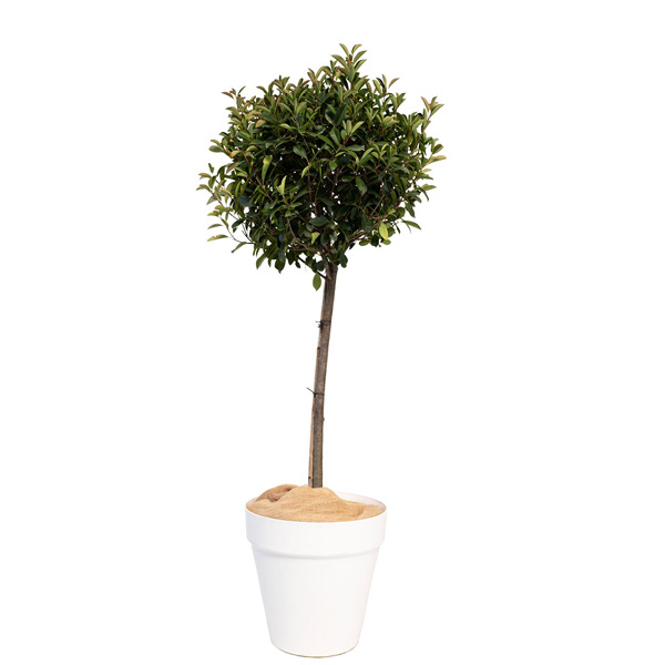 Photinia Tige Boule - H150/175 cm